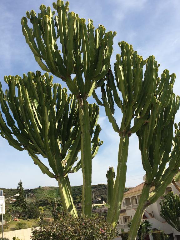 Residentie Montesol Lejlighed Torrox Eksteriør billede